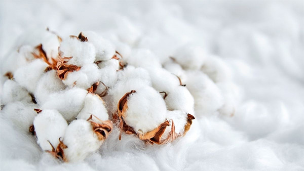 Vải cotton là gì? Ưu nhược điểm và ứng dụng nổi bật
