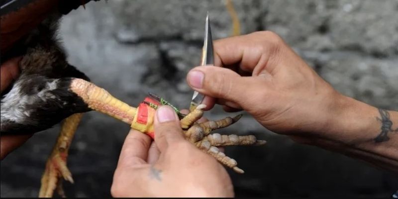 Trải Nghiệm Đá Gà Cựa Dao Đỉnh Cao Kịch Tính Tại Net88