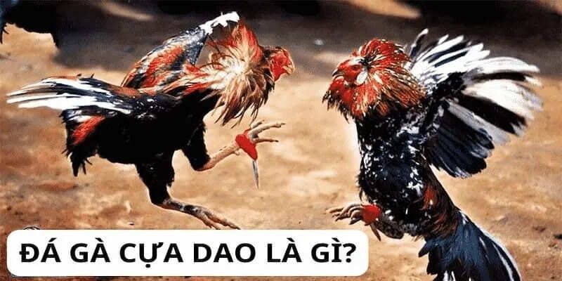 Trải Nghiệm Đá Gà Cựa Dao Đỉnh Cao Kịch Tính Tại Net88