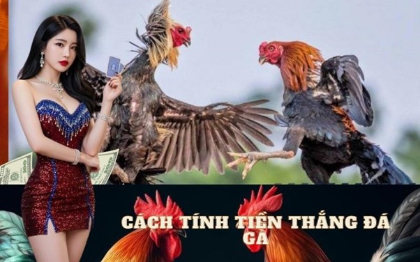 Cách tính tiền thắng đá gà