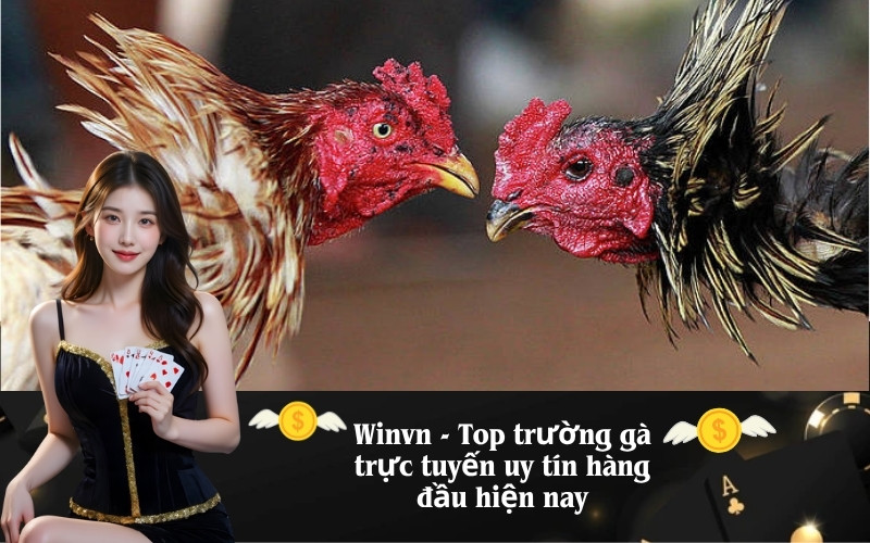 Winvn - Top trường gà trực tuyến uy tín hàng đầu hiện nay